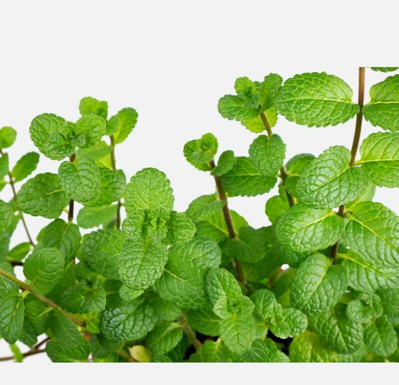 200 Peppermint Seeds usa seller