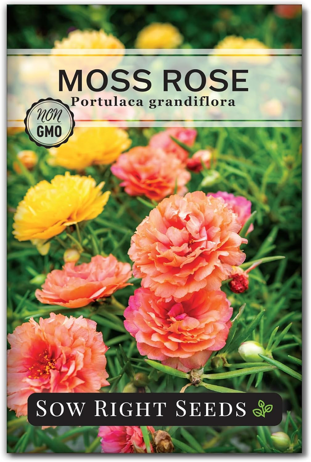 – Moss Rose Seeds for Planting – Portulaca Grandiflora Mix – Double Flower Pursl