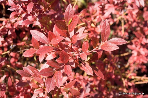 Lowbush Blueberry, Vaccinium angustifolium, Seeds (Edible, Showy, Fall Color)