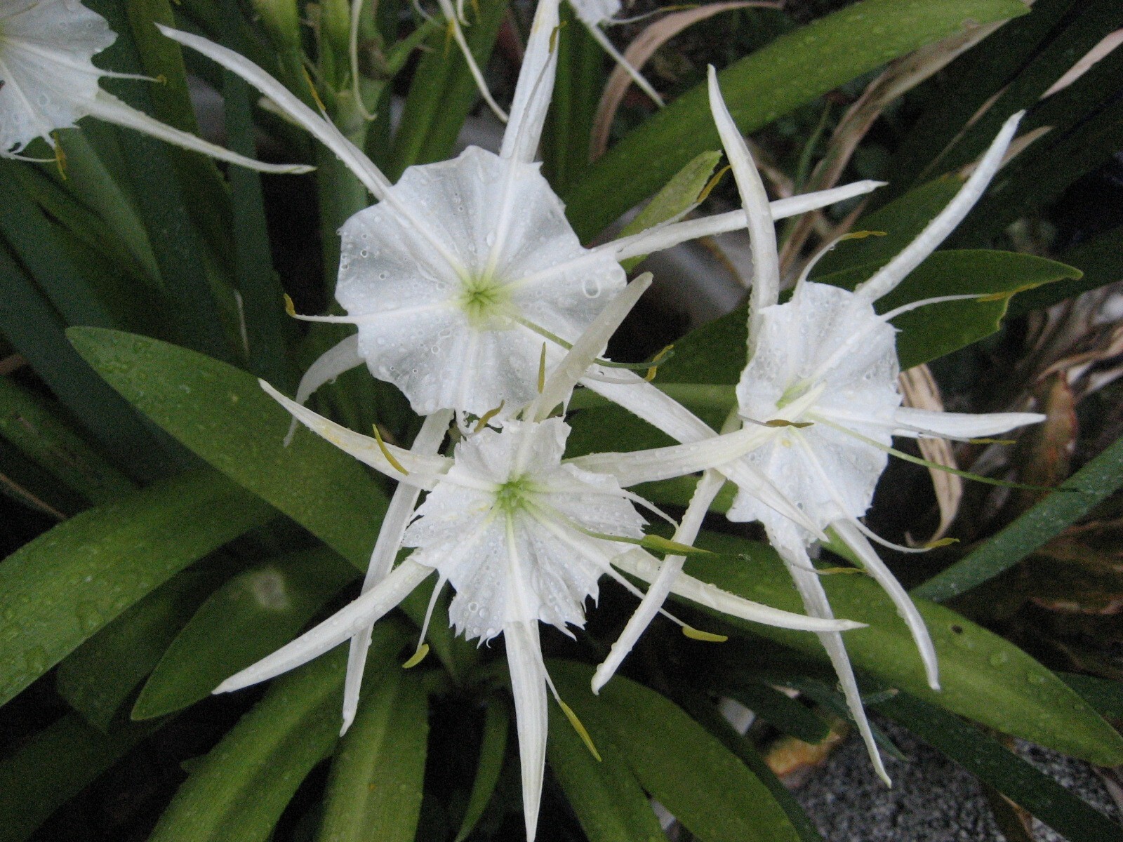 Spider Lily, Peruvian Daffodil Hymenocallis festalis 2 Jumbo damaged bulbs