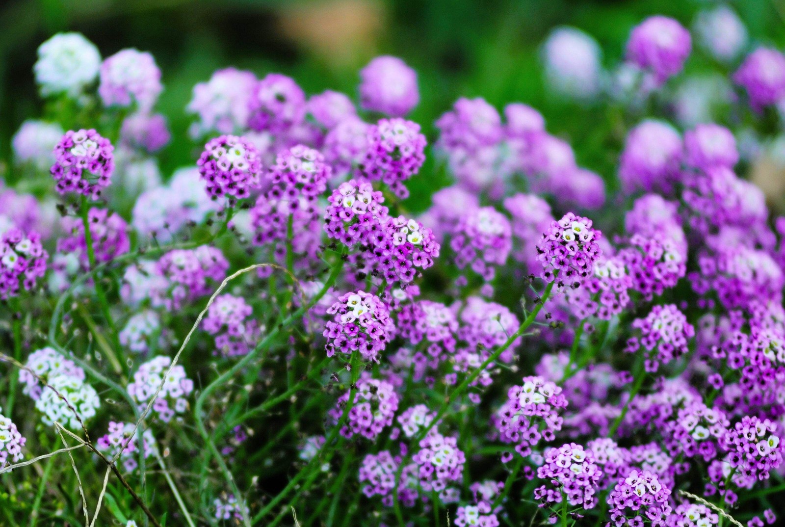 500 Sweet ALYSSUM ROYAL CARPET Lobularia Maritima Flower Seeds