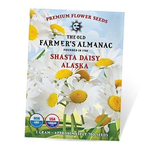 Daisy Seeds (Shasta Alaska) – Approx 700 Flower Seeds – Non-GMO, Premium,