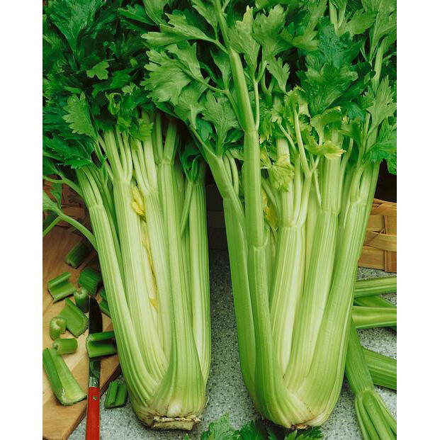 1000 TALL UTAH CELERY SEEDS NON – GMO FRESH GARDEN HARVEST