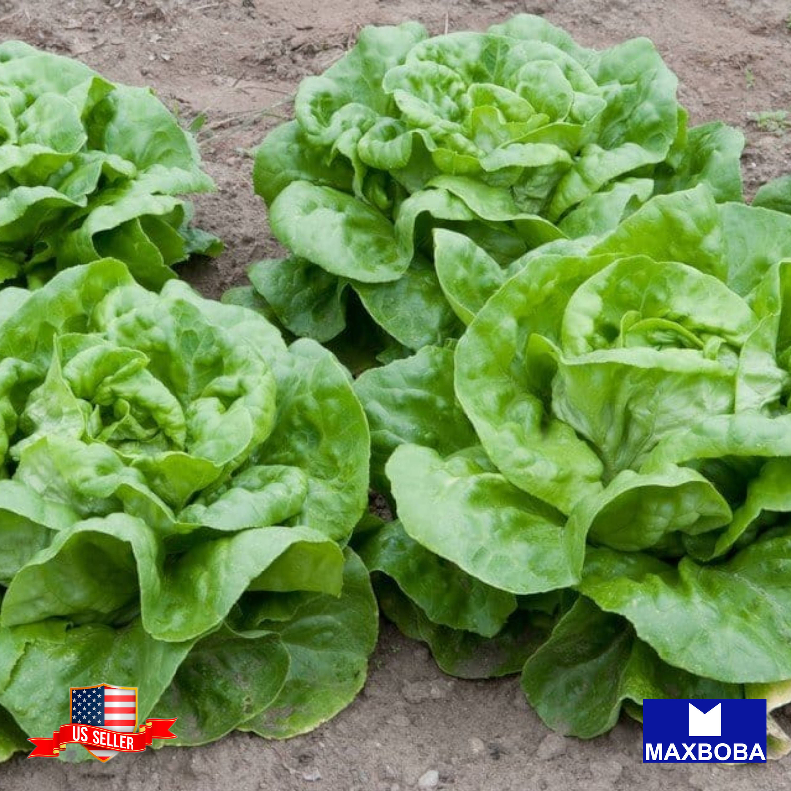 600+ Lettuce Seeds Butterhead Buttercrunch Organic Heirloom Non-GMO BOGO 50% OFF
