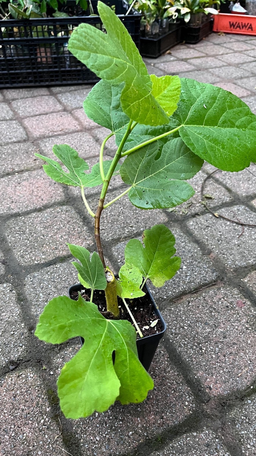 Fig Tree White Marseilles Plant well rooted starter plant 3-5 inches tall