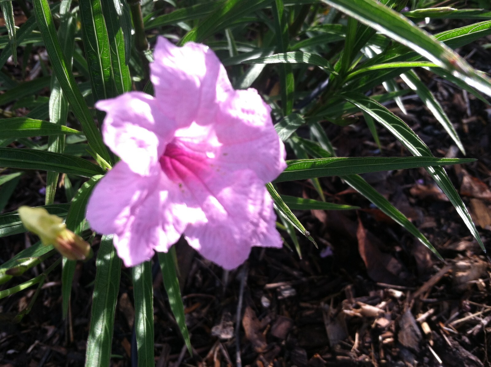 Ruellia brittoniana Chi Chi Mexican Petunia 10 seeds
