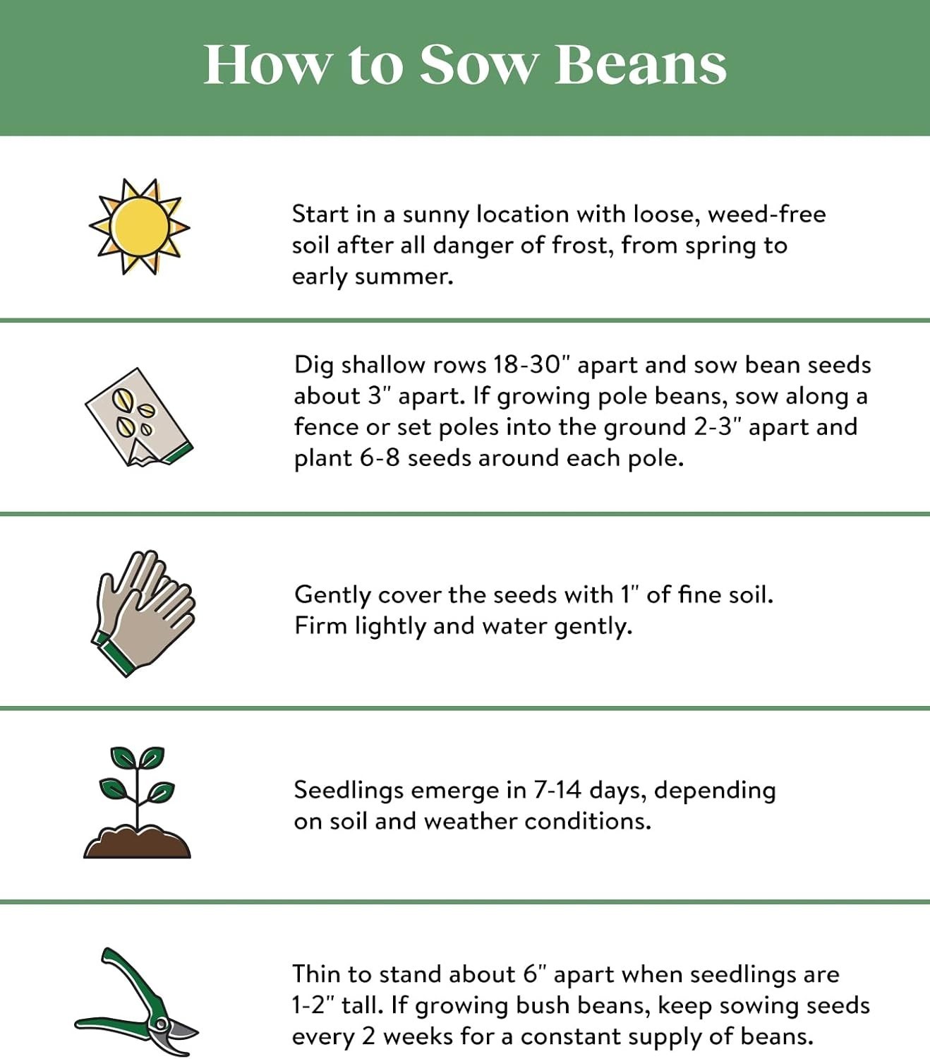 Early Italian Bush Bean Seeds 2 Oz – Perfect for Small Spaces & Containers