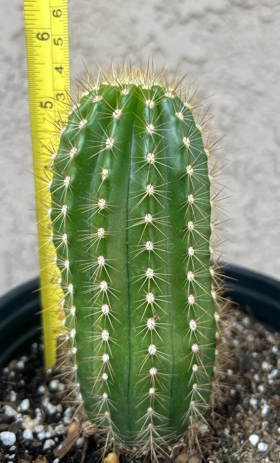 6 INCH,T.Cereus,CHERRY WINE,Echinopsis,Cactus,Blooming,Plant,Succulent