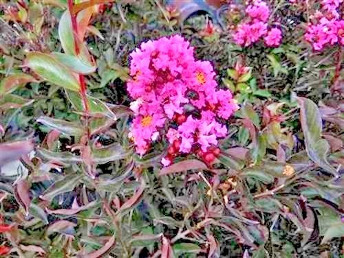 25 DELTA JAZZ CHOCOLATE MOCHA CREPE MYRTLE SEEDS – Lagerstroemia indica ‘Chocola