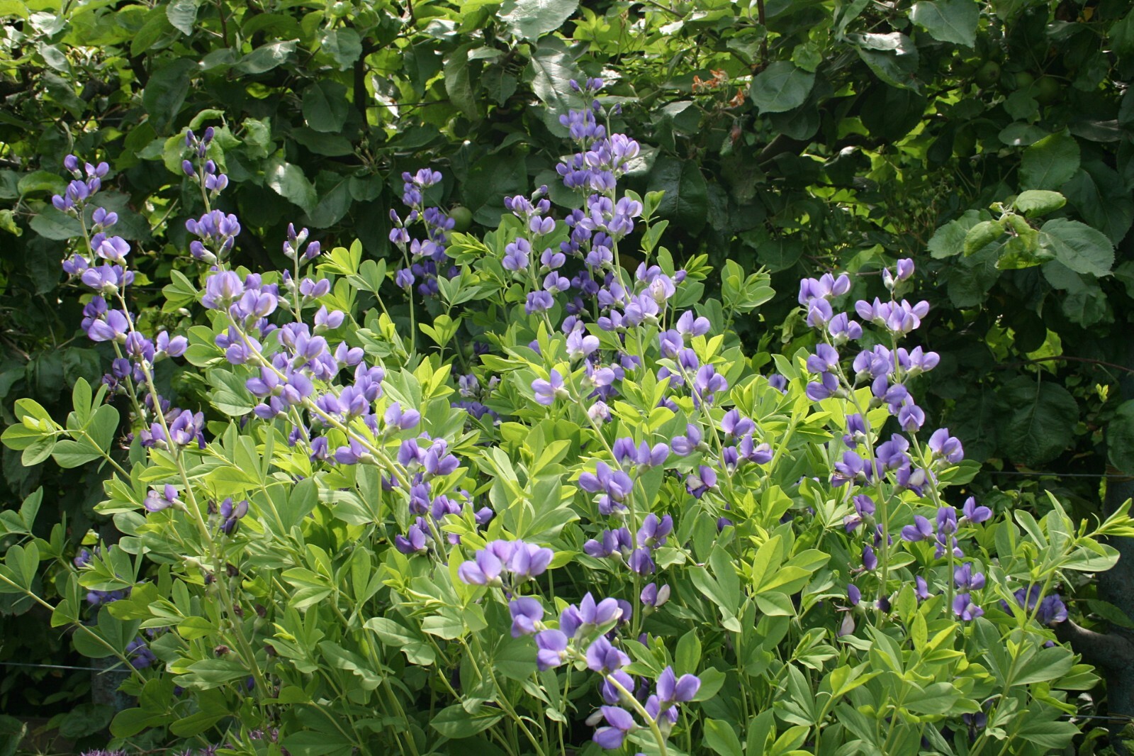 Blue Wild Indigo, Rattlebush (Baptisia australis), 50 seeds