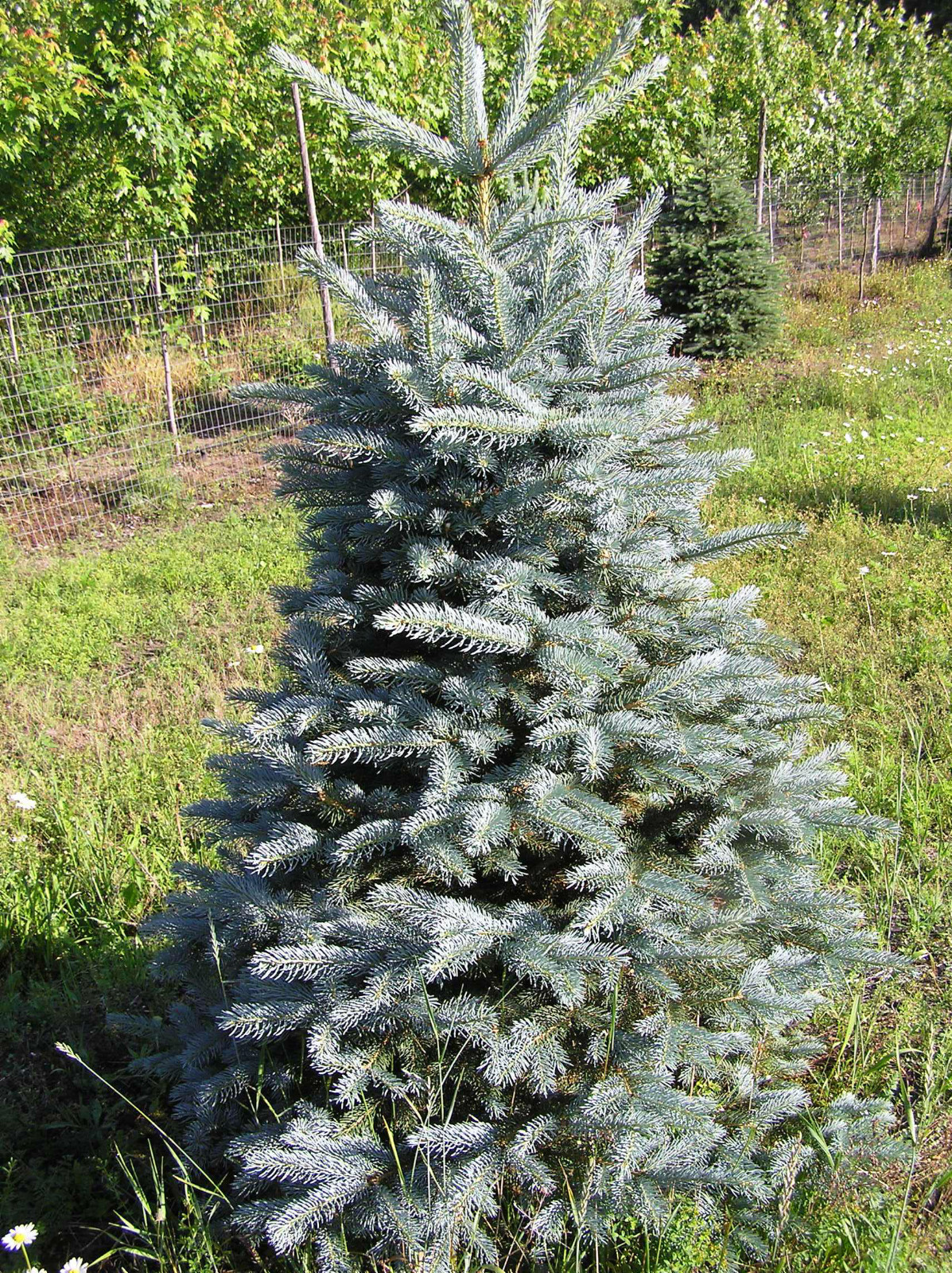 Colorado Blue Spruce, Picea pungens glauca, Tree Seeds