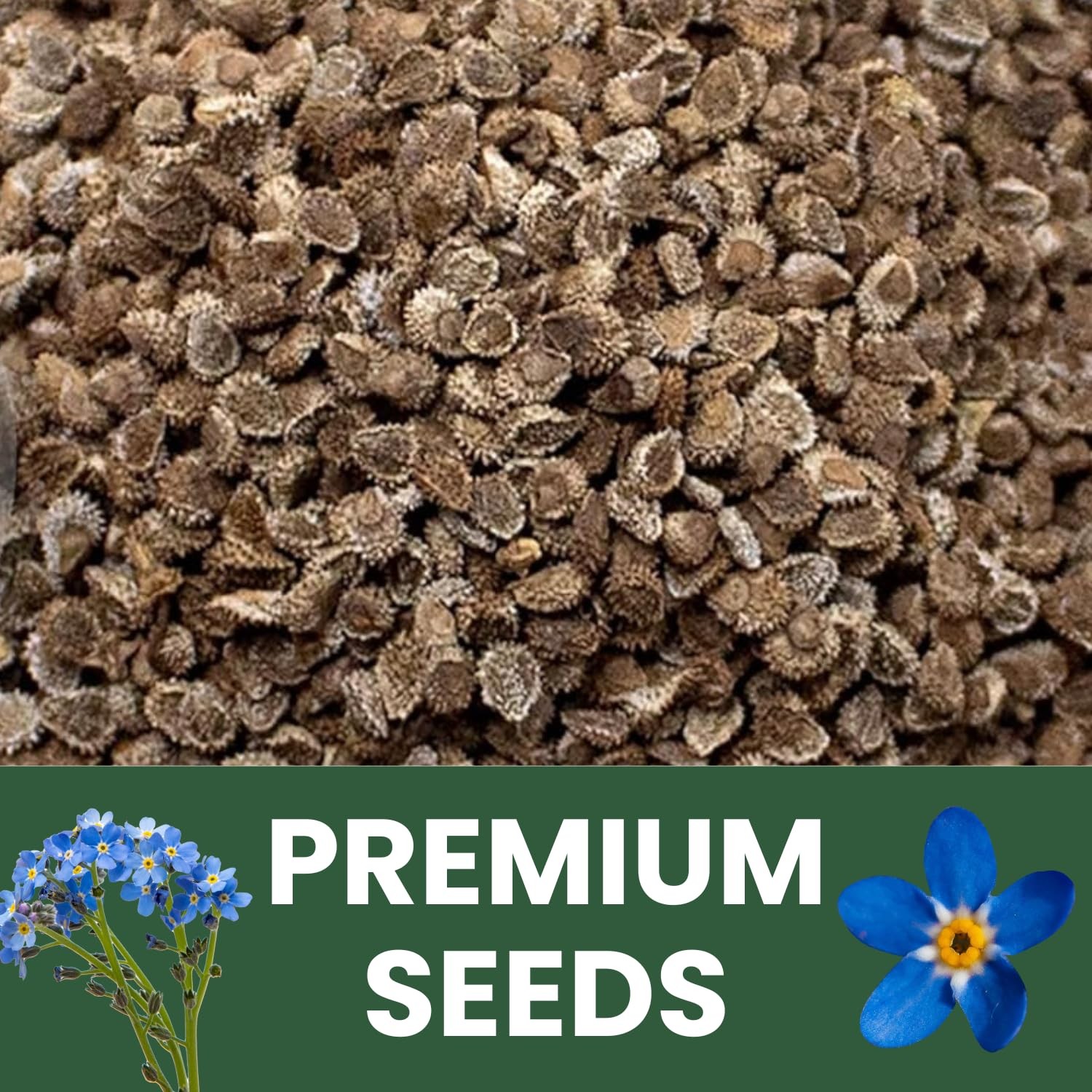 Chinese Forget Me Not Seeds – 18,000 for Planting – 2026 Season – 4 Ounces