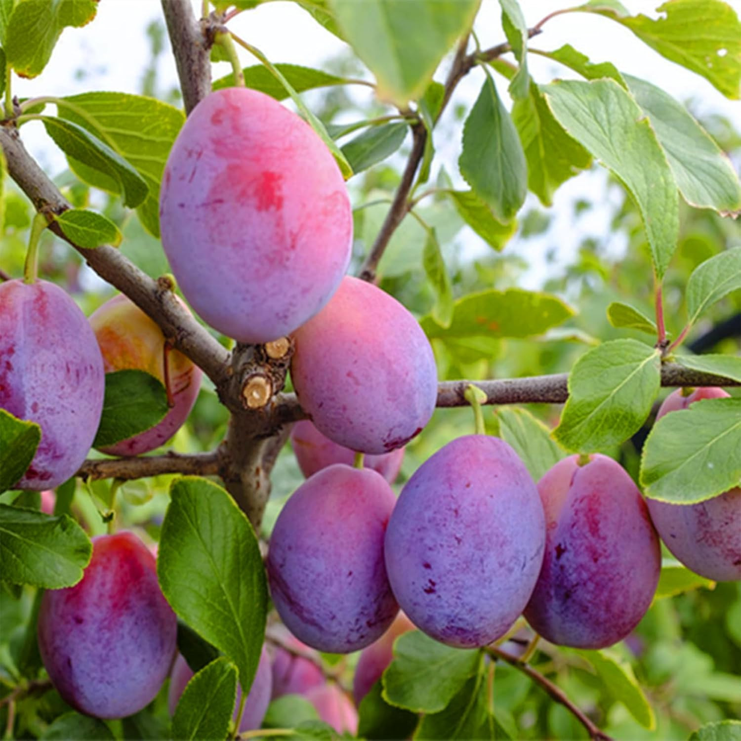 Dwarf Prune Prunus Seeds for Planting Outdoor, 10Pcs Organic Perennial Prune Fru