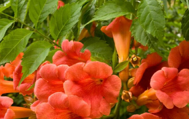 25 MADAME GALEN TRUMPET VINE SEEDS – Campsis × tagliabuana