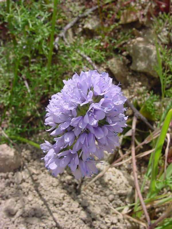 400+GLOBE GILIA THIMBLE Flower Seeds Native Southwest Wildflower Drought Heat