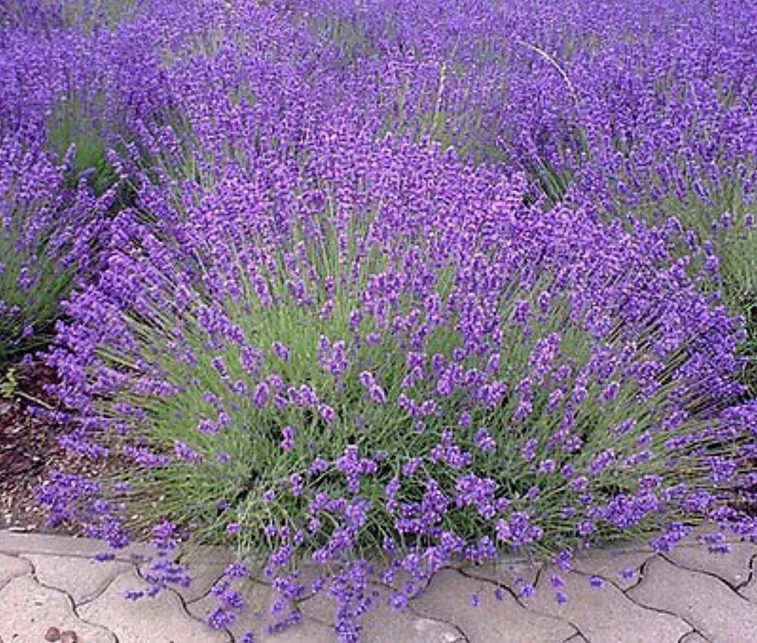 200+ Lavender Seeds | Vera English Lavender | NON-GMO | Variety Sizes | Free Shi