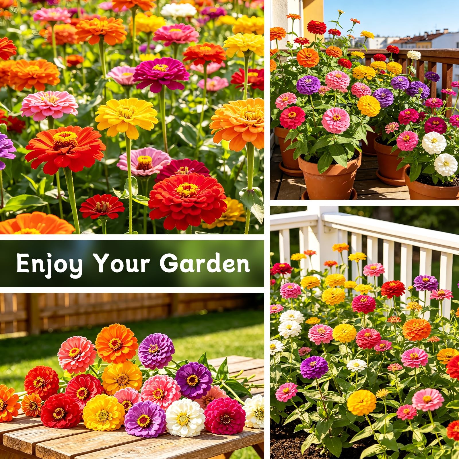Zinnia Seeds for 2026, 15,000+ California Giant Zinnia Seeds Bulk, Double Dah…