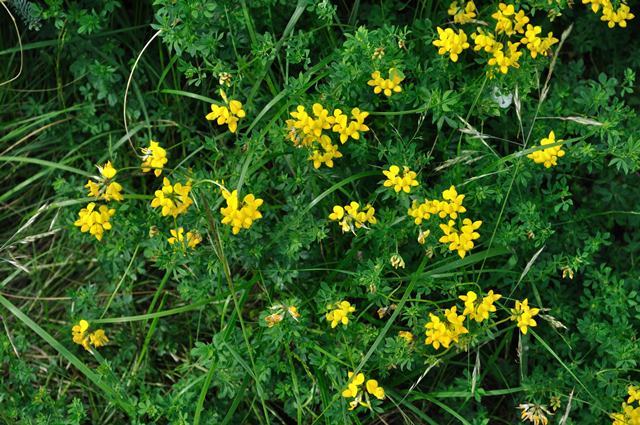 Birdsfoot Trefoil Seeds for Wildlife Food Plots 1/16 pound
