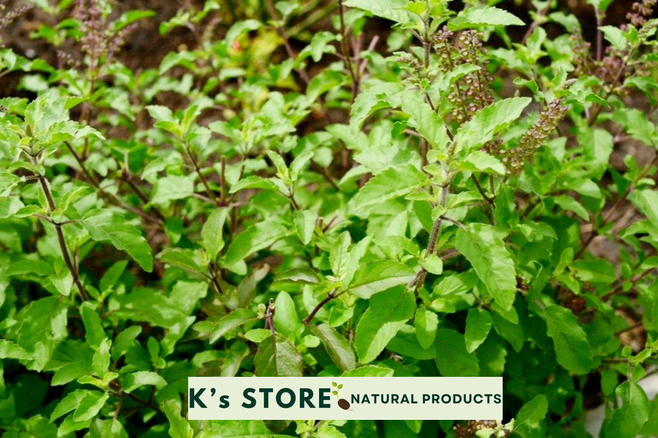 500+ pcs HOLY BASIL SEEDS, HƯƠNG NHU TÍA, 聖羅勒, กะเพราขาว