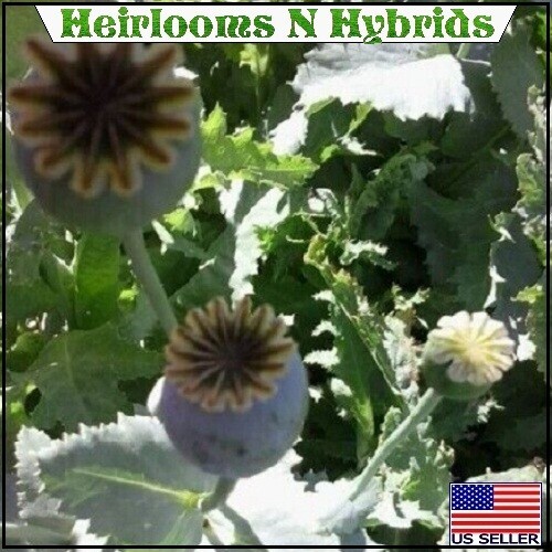 20,000 Turkish Papavaer Somniferum Poppy Seeds For Planting Growing 2025 Harvest