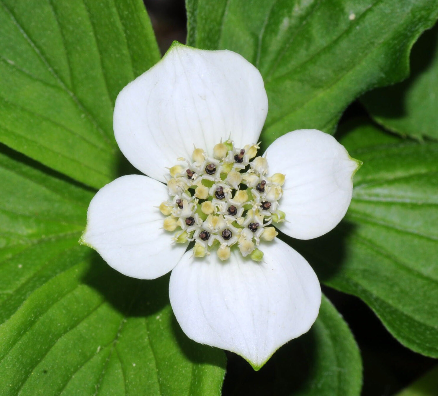 Creeping Dogwood, (Bunchberry), Cornus canadensis, Seeds (Showy, Edible)