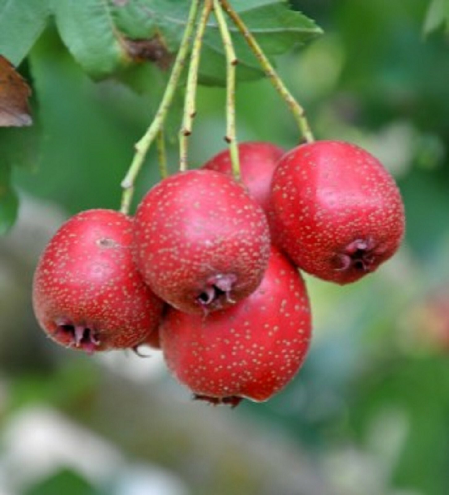 10 Hawthorn Seeds – Crataegus pinnatifida – Chinese Hawthorn Tree TCM Herb Fruit