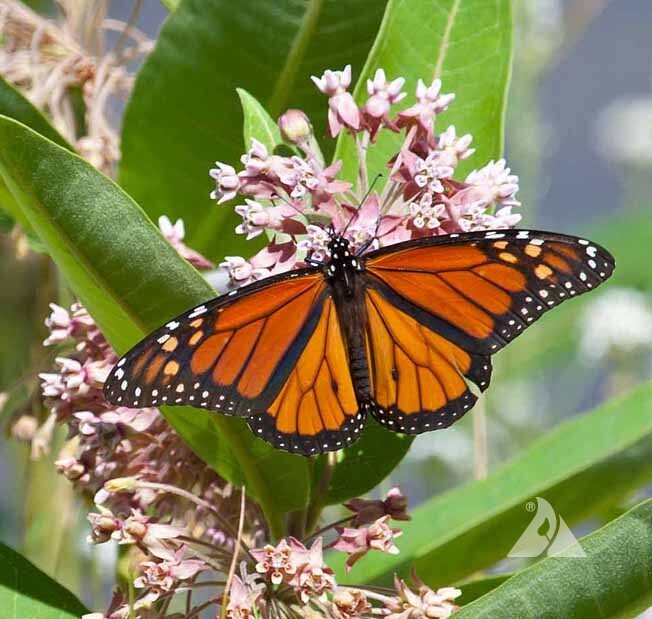 MILKWEED BLEND All Perennial Orange Common Showy Monarchs USA Non-GMO 100 Seeds!