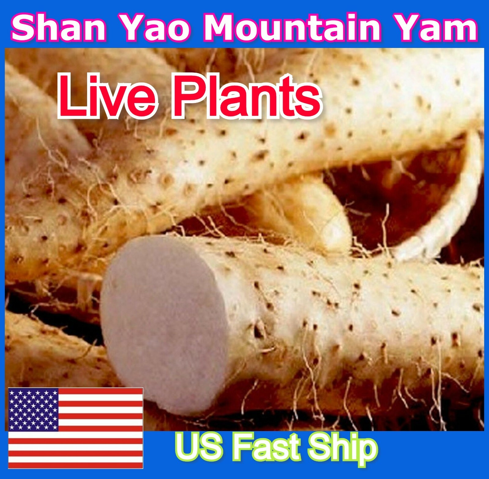 Chinese Yam Cinnamon Vine Shan Yao Dioscorea Opposita Tincture 3 Live Plants USA