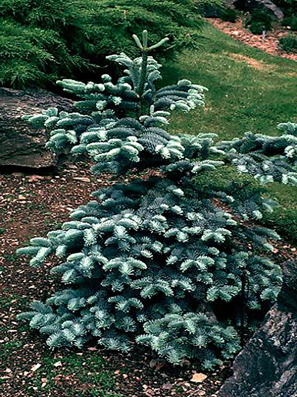 Blue Noble Fir, Abies procera glauca, (Abies nobilis), Tree Seeds
