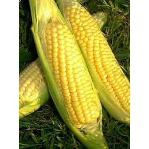 Sweet Corn Seed: Golden Bantam Sweet Corn Seeds. Fresh Seed FREE SHIP!!!!!