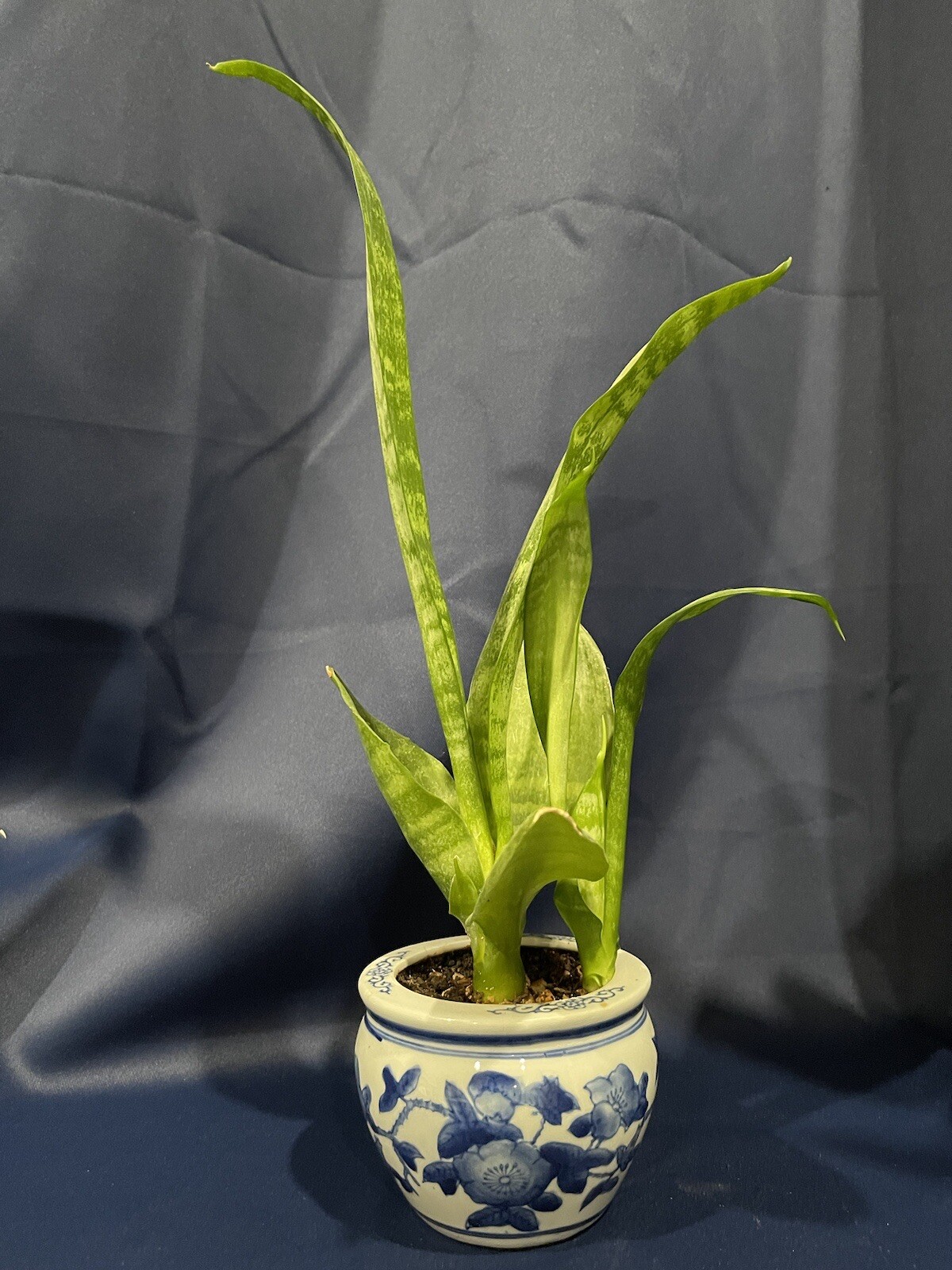 SANSEVIERIA PARVA SNAKE PLANT in 3.5″ ceramic pot bonsai