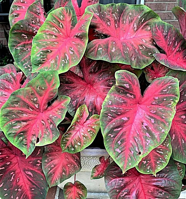 Caladium ‘Red Flash’ Size #2 (2 bulbs) (You get 2 bulbs)