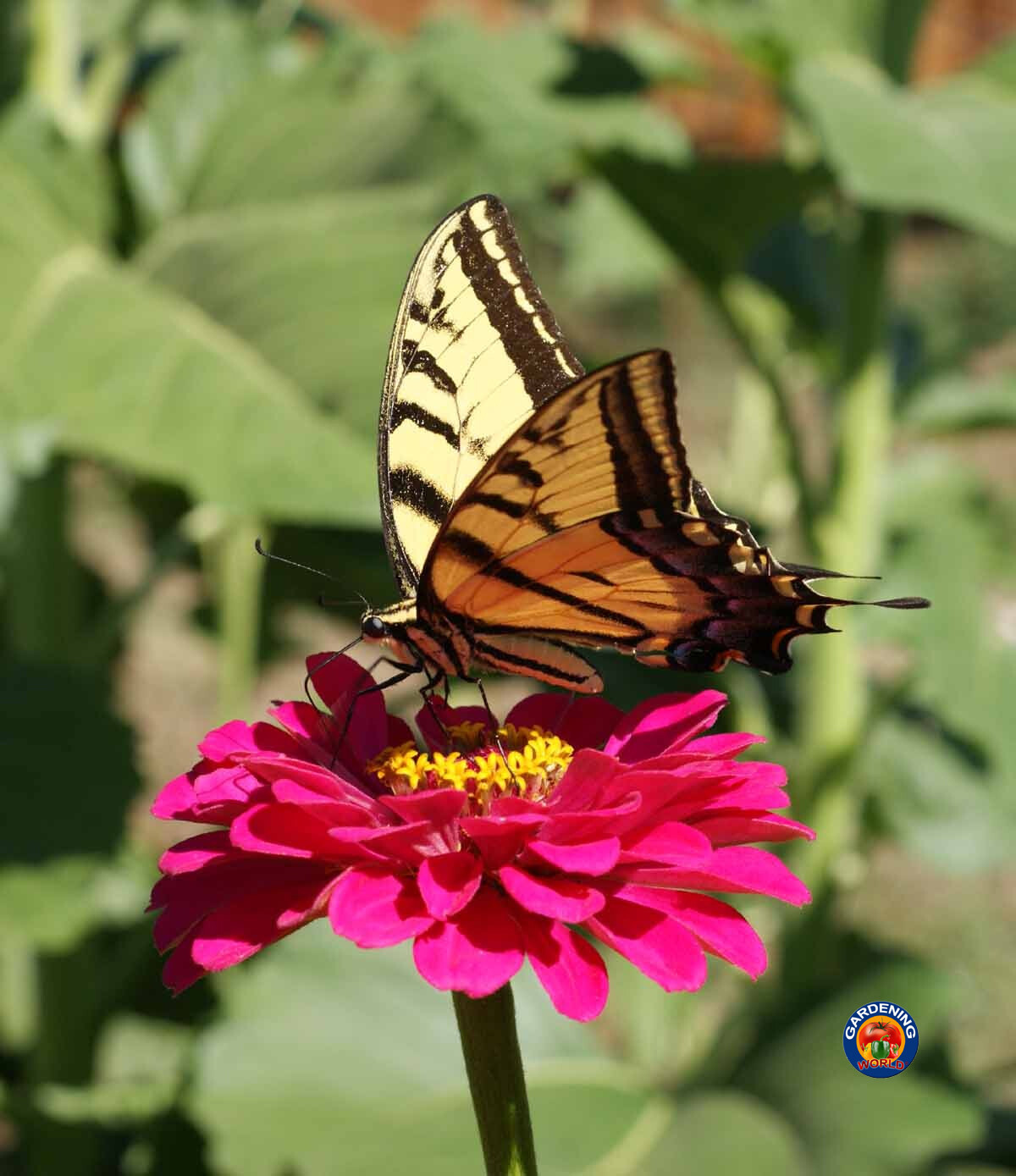 1oz Zinnia “California Giants Mix” Flower Seeds Zinnia Elegans (Aprx 4200 Seeds)