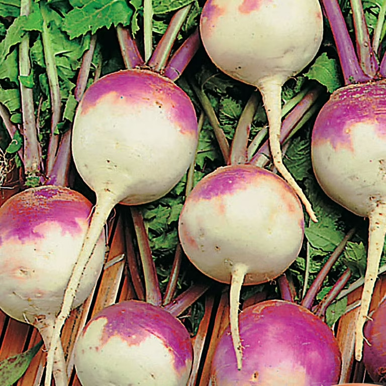 Purple Top Turnips 5 lb. Wildlife Cover Crop High Yield Deer Magnet