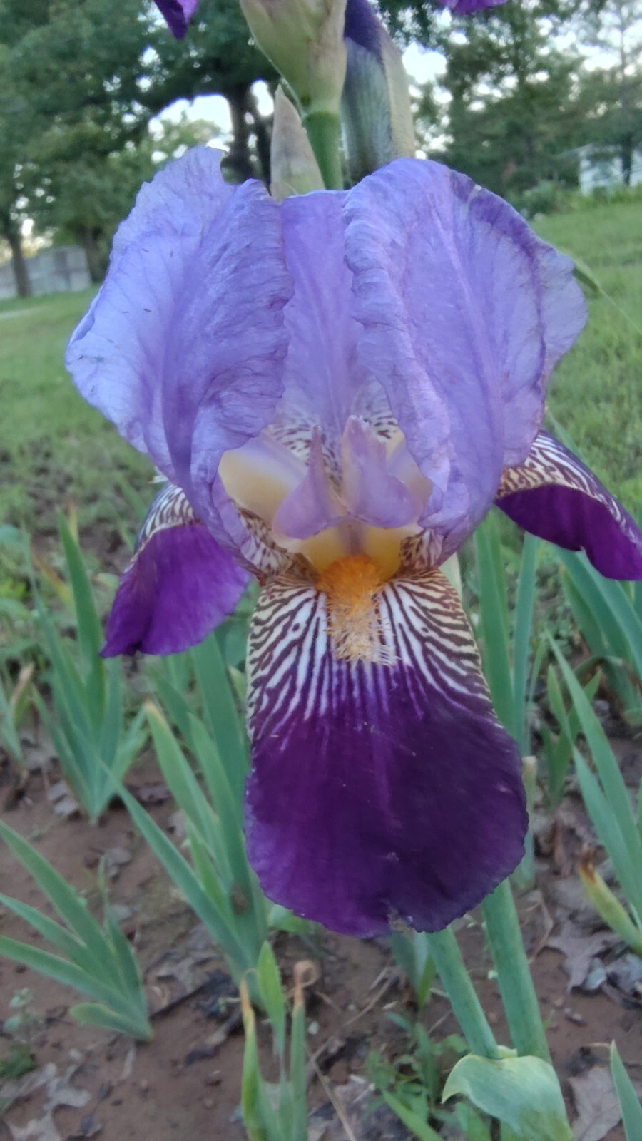6x MIXED VARIETIES/COLORS BEARDED IRIS Bulbs/Rhizomes FRESH~FREE SHIPPING~