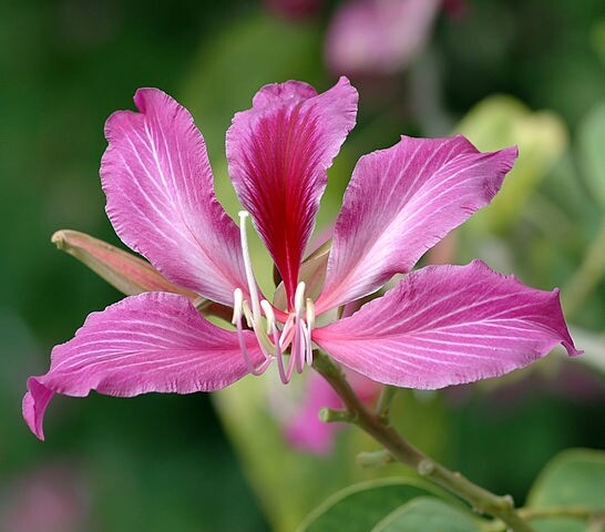 1 pod of 3 Orchid Tree seeds (Bauhinia), Fresh seed, Purple Flowers.