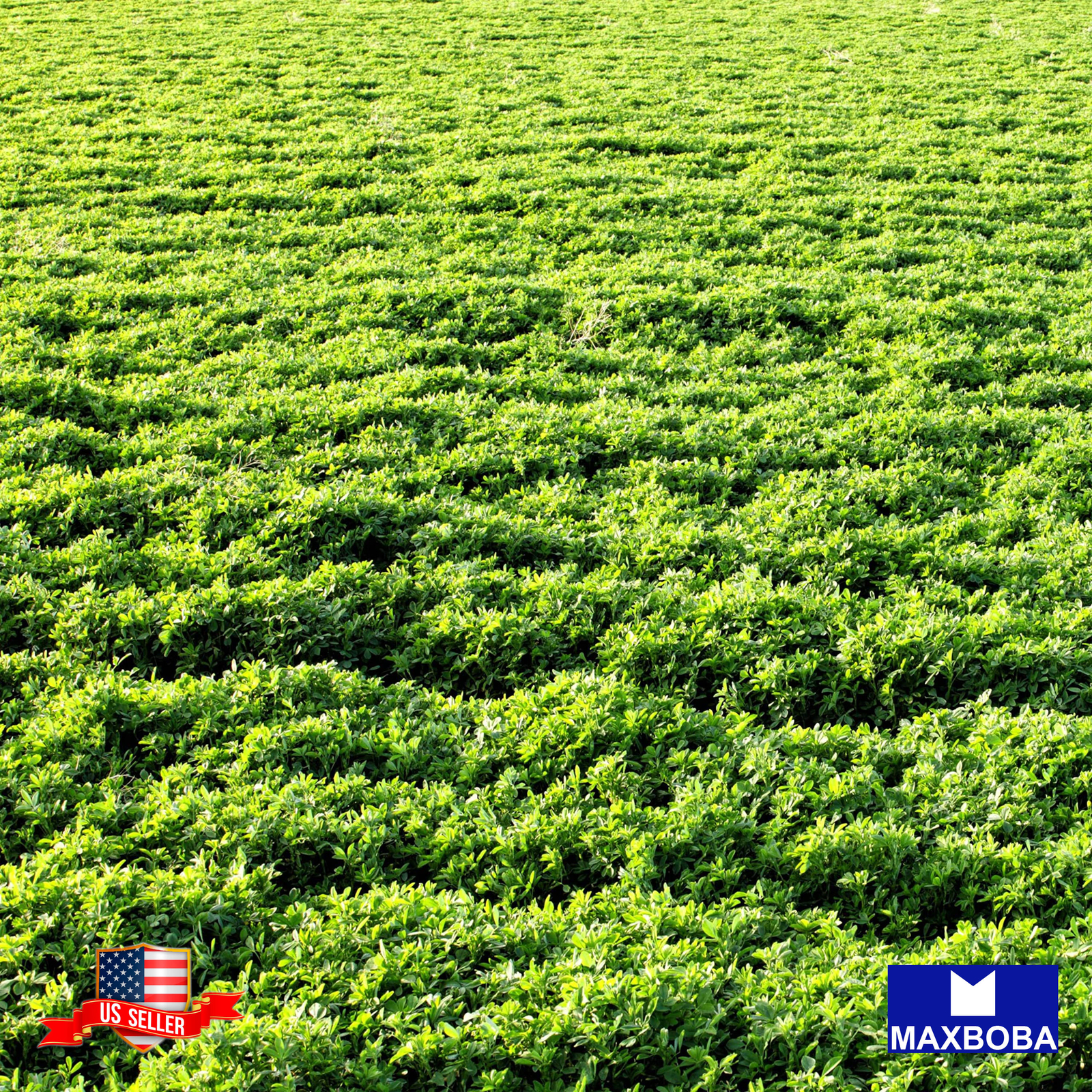 Alfalfa Cover Crop Seeds Heirloom Non-GMO