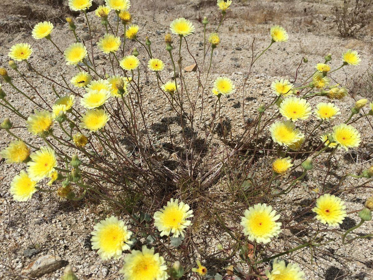 Desert Dandelion Seeds (Malacothrix glabrata) -30 seeds-