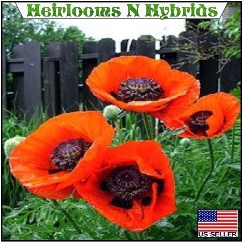 5,000+ Perennial Prince of Orange Papaver Oriental Poppy Seeds For Planting Rare