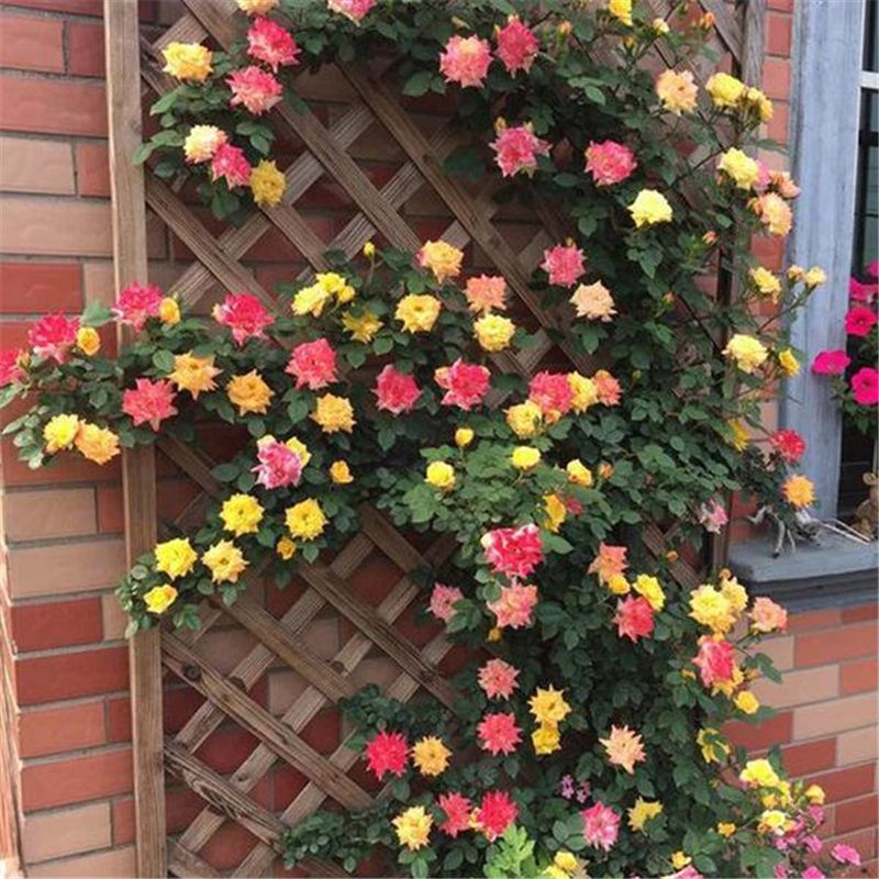 25 CLIMBING ROSE SEEDS Garden Plant Flower rare exotic USA seller FREE shipping