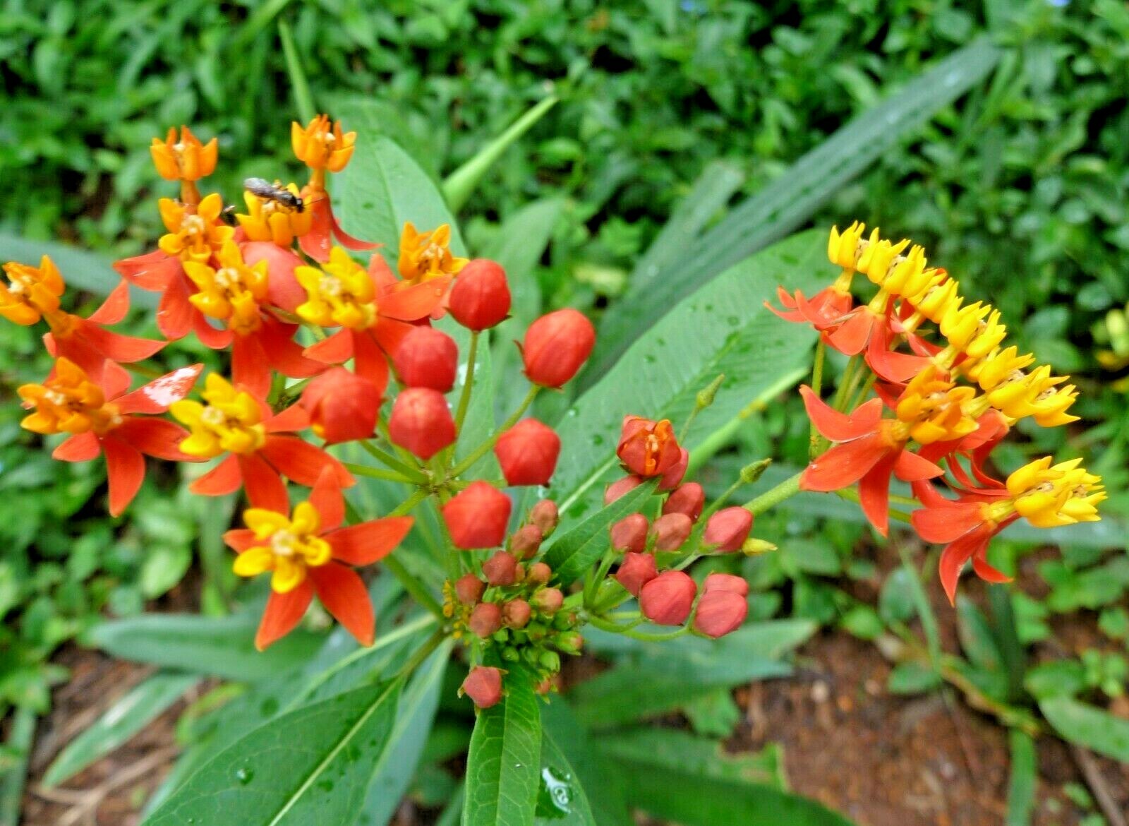 101+BLOODFLOWER Milkweed Flower Seeds Annual Wildflower Container Drought Heat