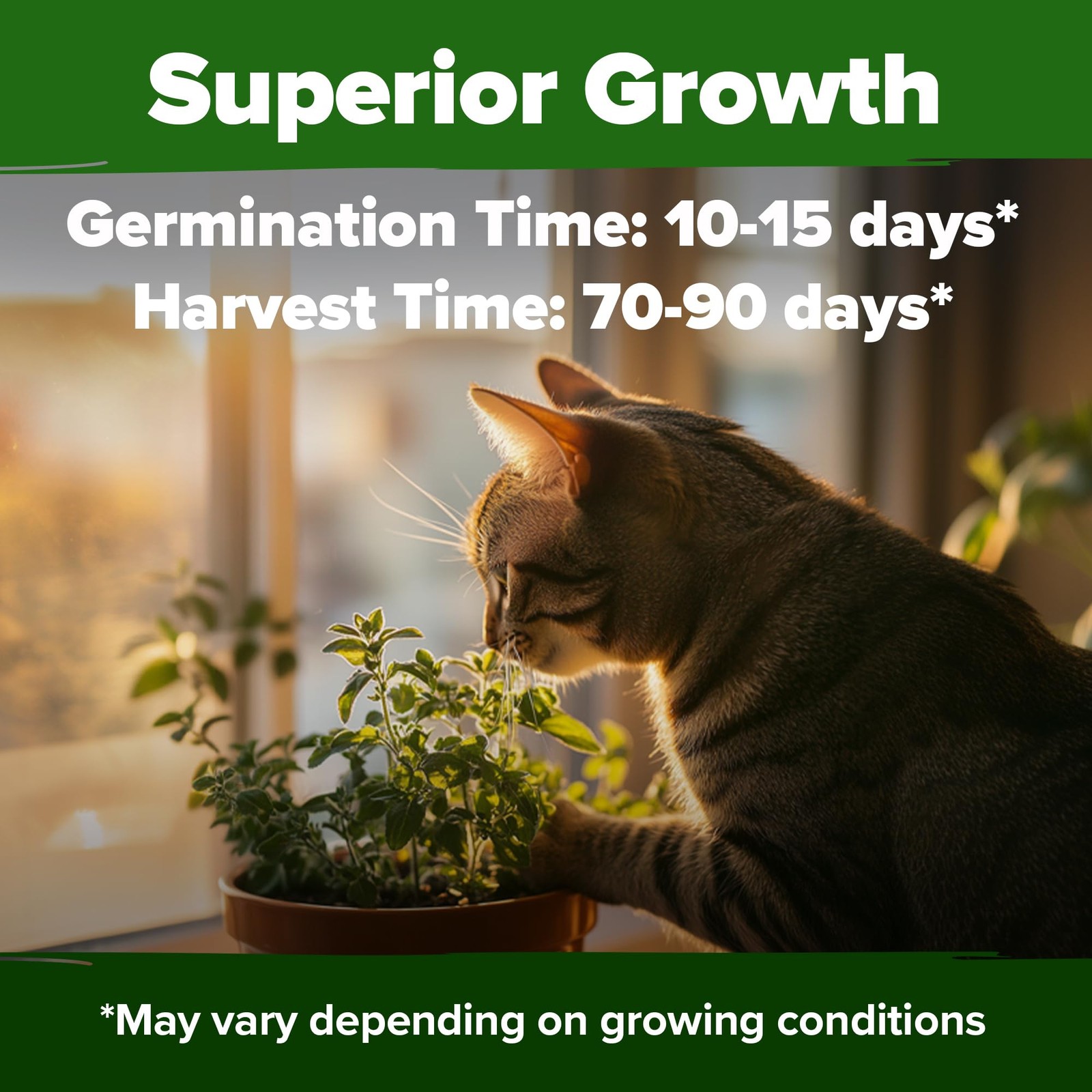 Non GMO Catnip Seeds Bulk Pack Heirloom Herb 2,116 Seeds Indoor or Outdoor S…