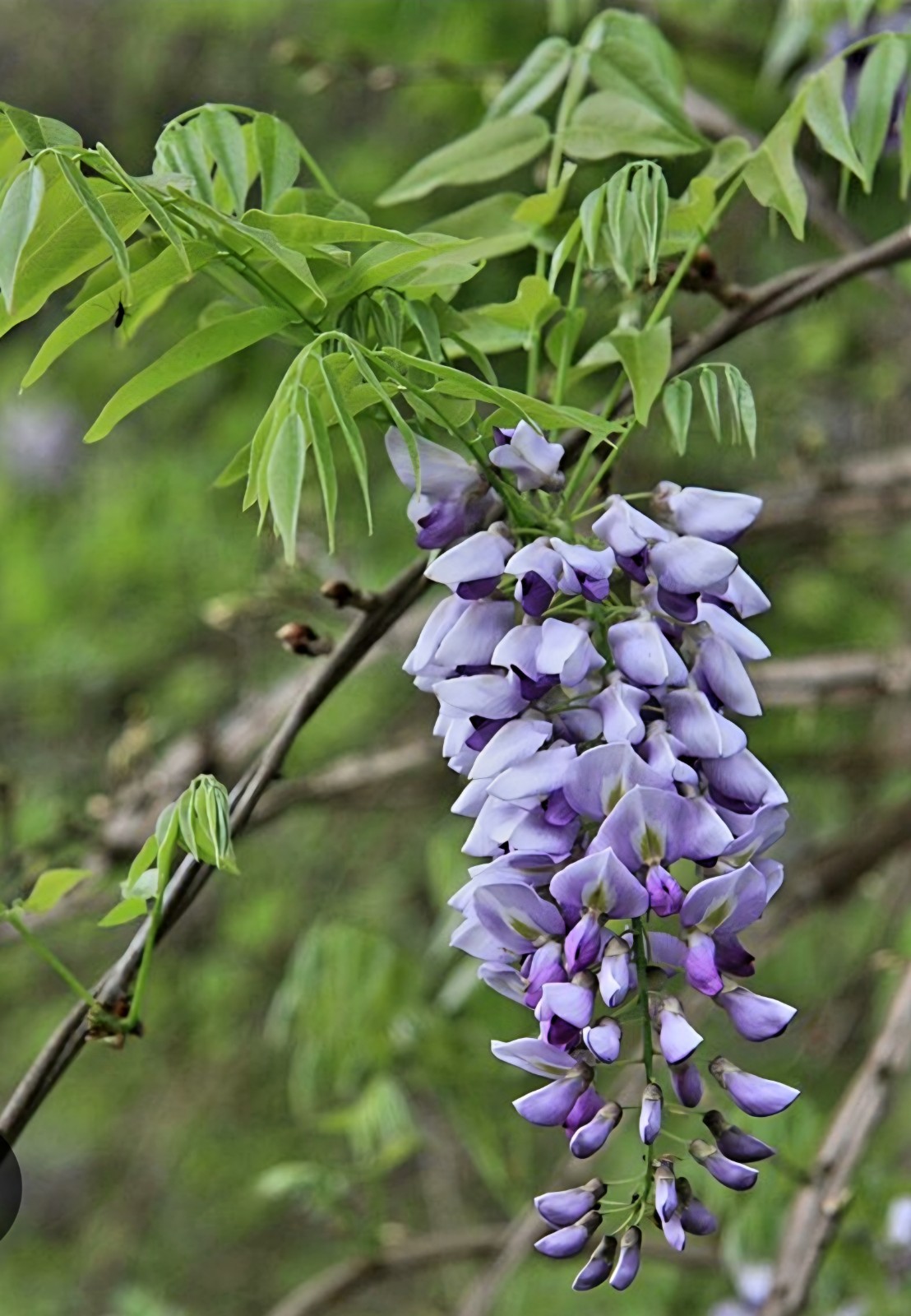 2025 Wisteria Seeds 5 Dry and Ready to Plant. Non GMO Organic