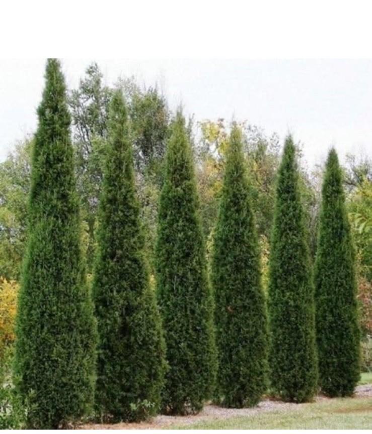 Eastern Red cedar, Juniperus virginiana, Tree Seeds (Evergreen) 1000 Seeds