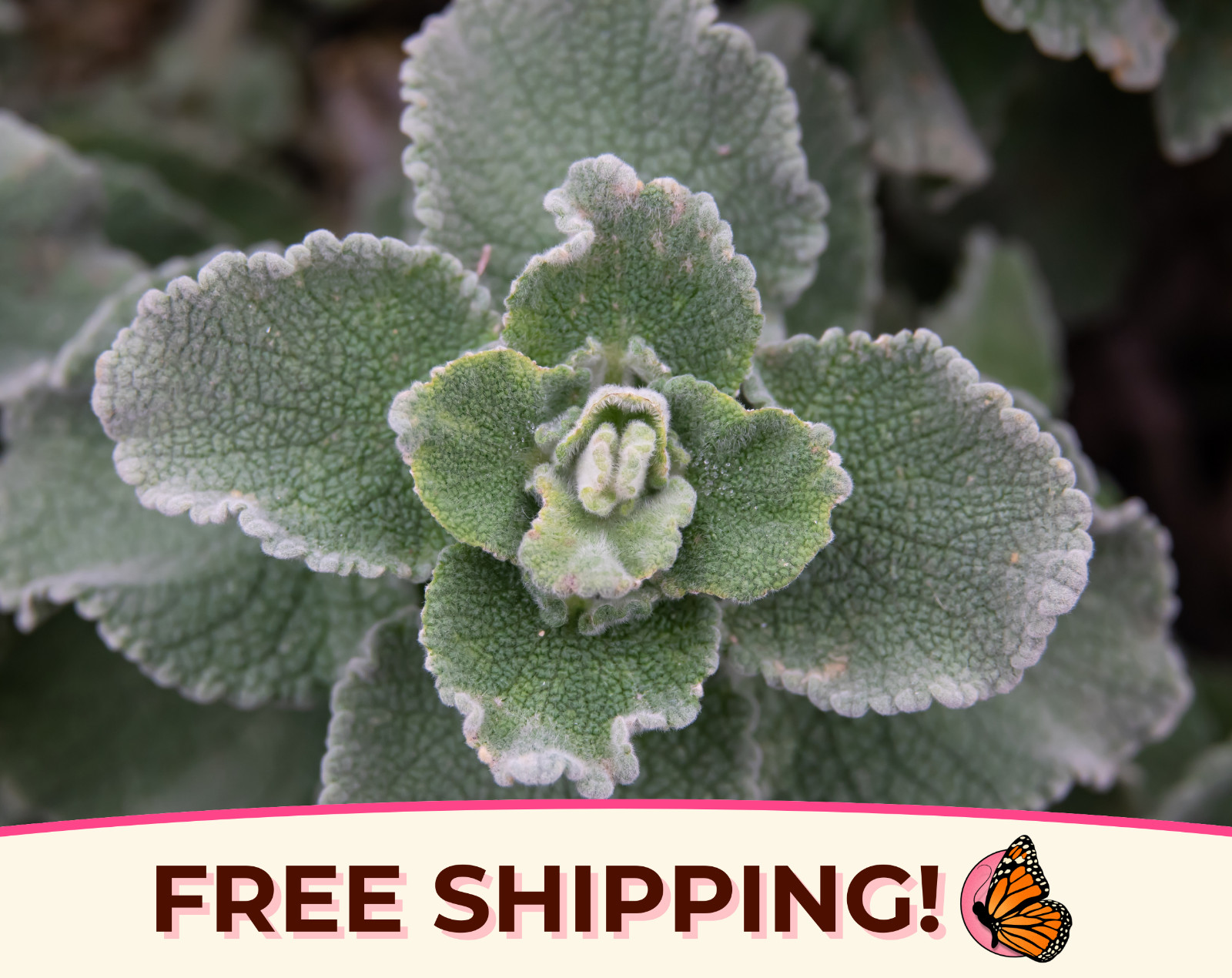 1000+ Horehound Seeds | Perennial Garden Herb Seed Packet, Marrubium vulgare