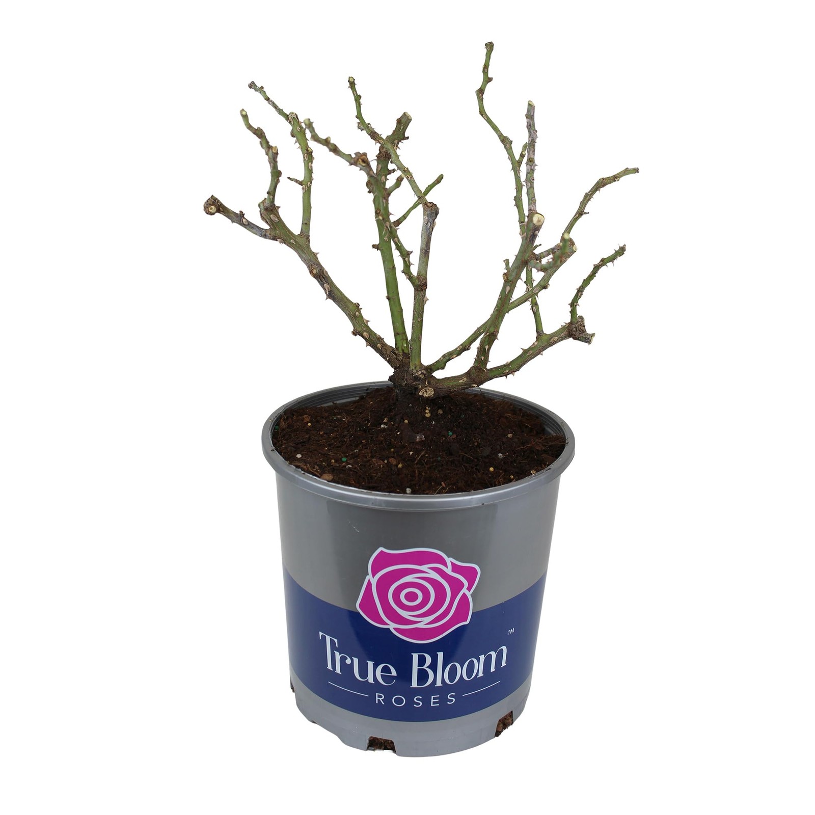 Fresh Roses for Delivery , Pink Rose Live Rose Bush Plants, Indoor Rose Plant…
