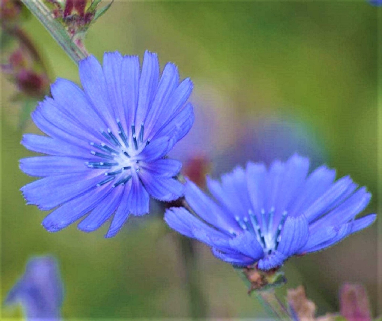 Blue Chicory Seeds 300+ SEEDS NON-GMO –BUY 4 ITEMS FREE SHIPPING