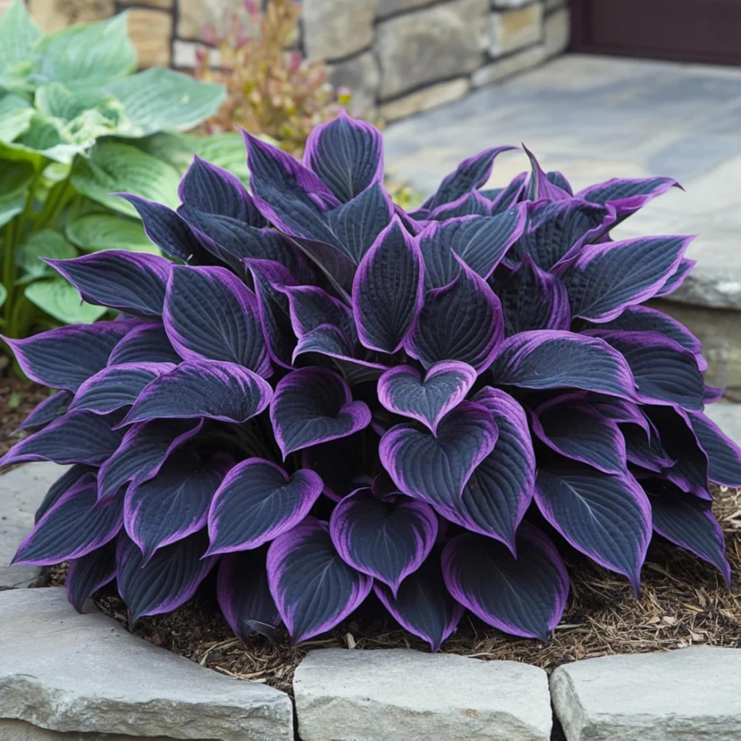 330+ Hosta Seeds for Planting – Perennial Outdoor Garden