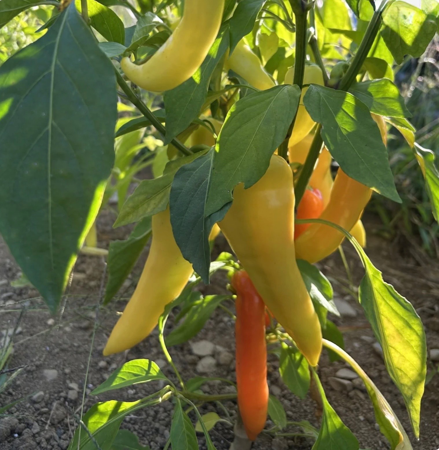 Sweet Banana Pepper – Fresh Organic Seeds – Mild Yellow Banana Chile, USA Seller