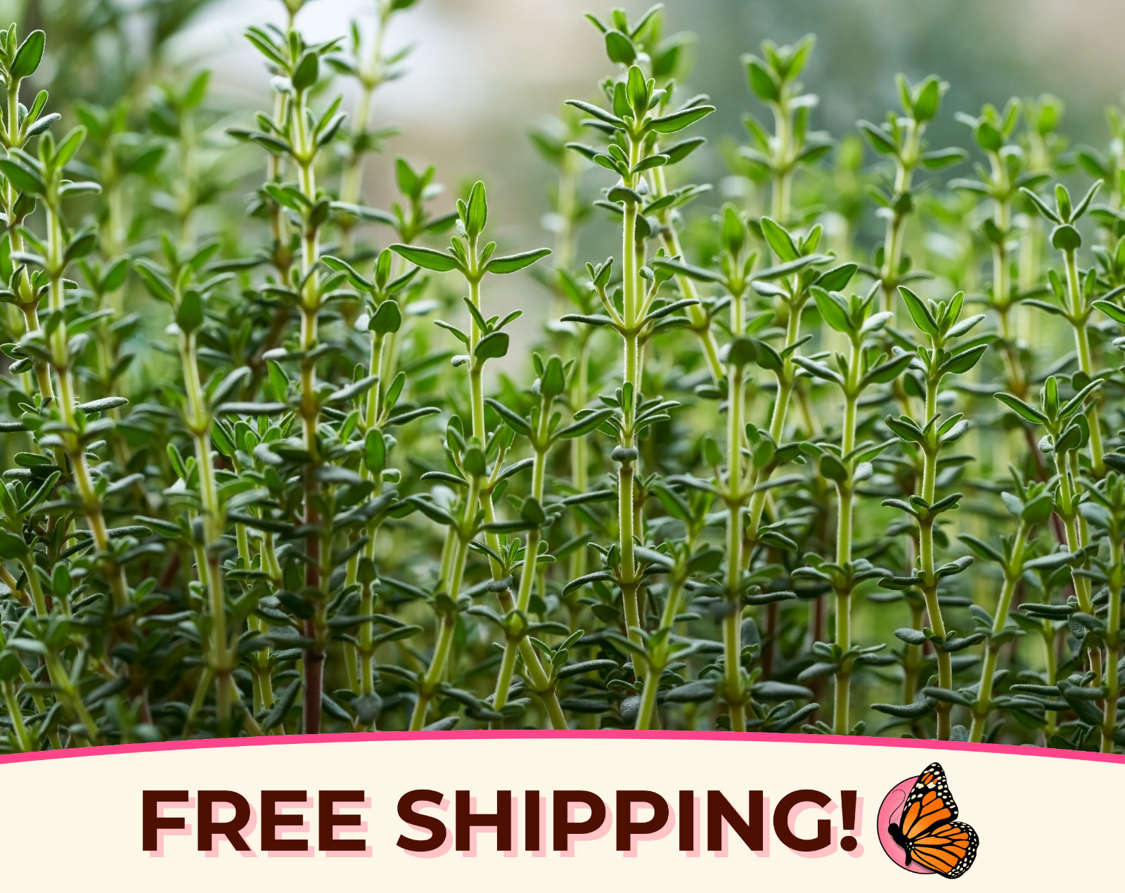 2000+ Common Thyme Seeds | Herb Garden Seed Packet, Heirloom, Non-GMO, USA